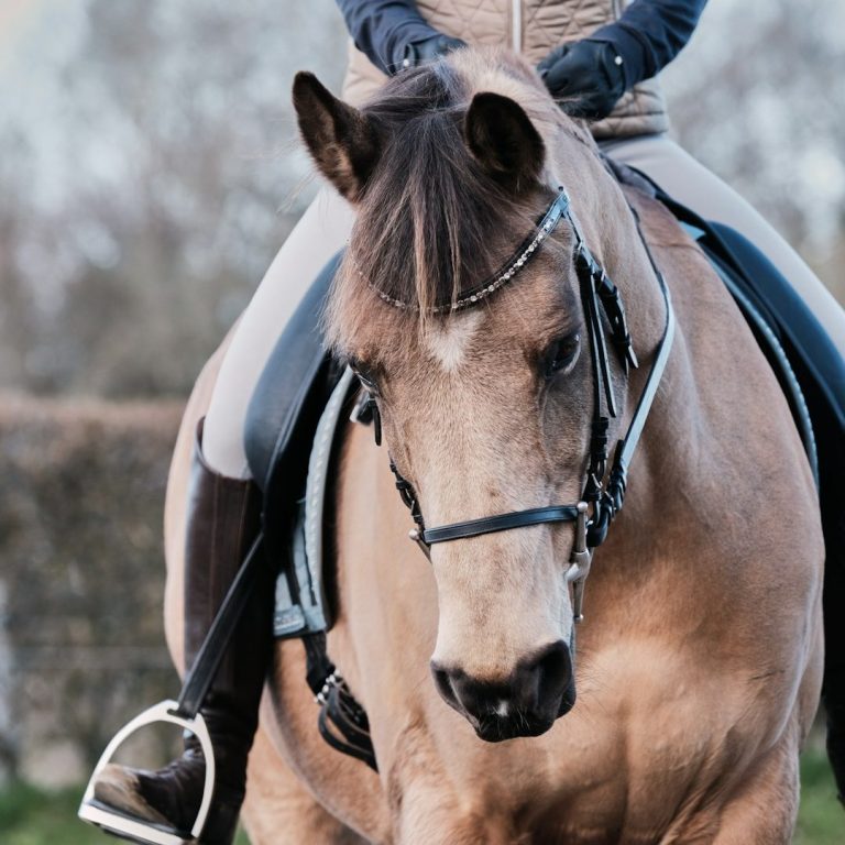 Mental Coaching für Reiterinnen: Freude am Reiten zurückgewinnen mit MY UP Coaching